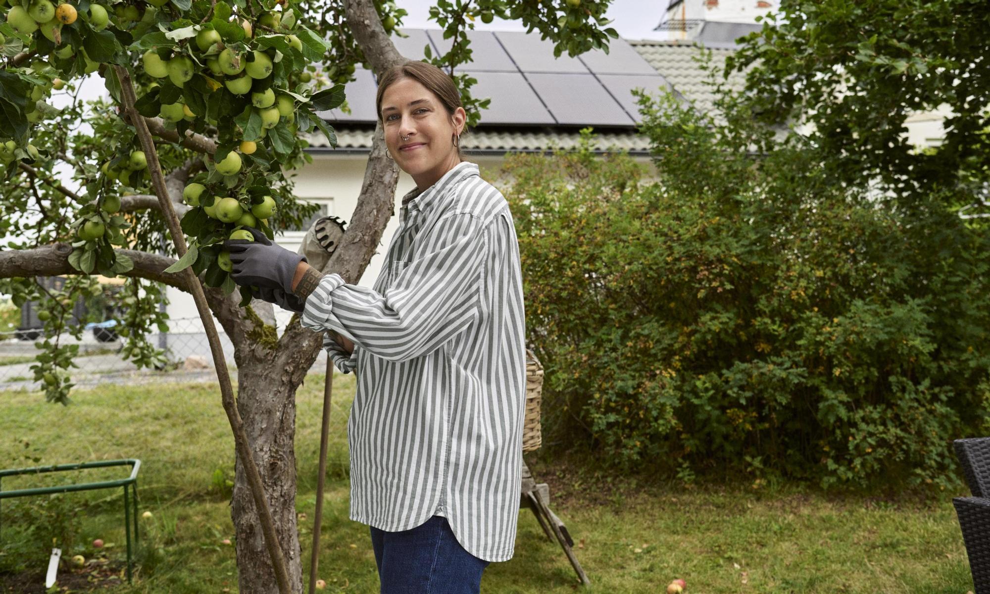 Woman picking apples. Solar panels in the background